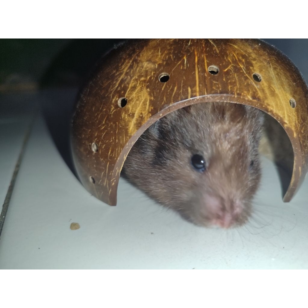 PRELOVED HAMSTER STUFF