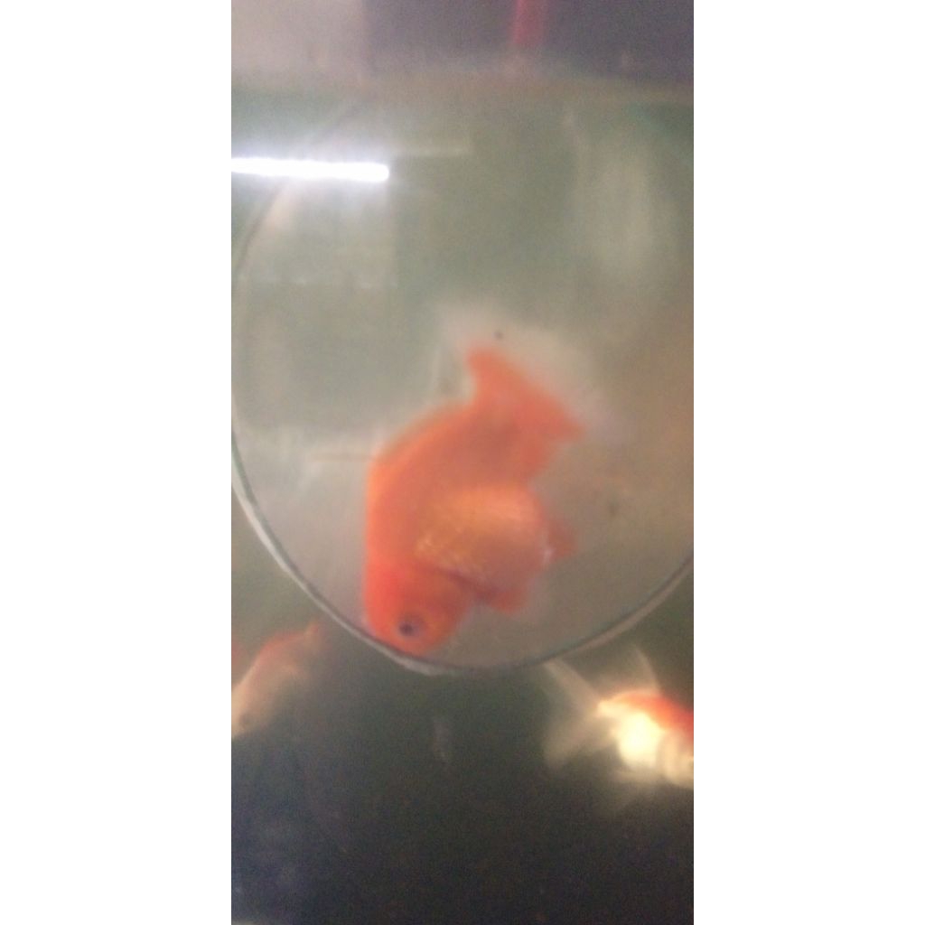 KOKI ORANDA SHORT TAIL ( OST)  UKURAN XL