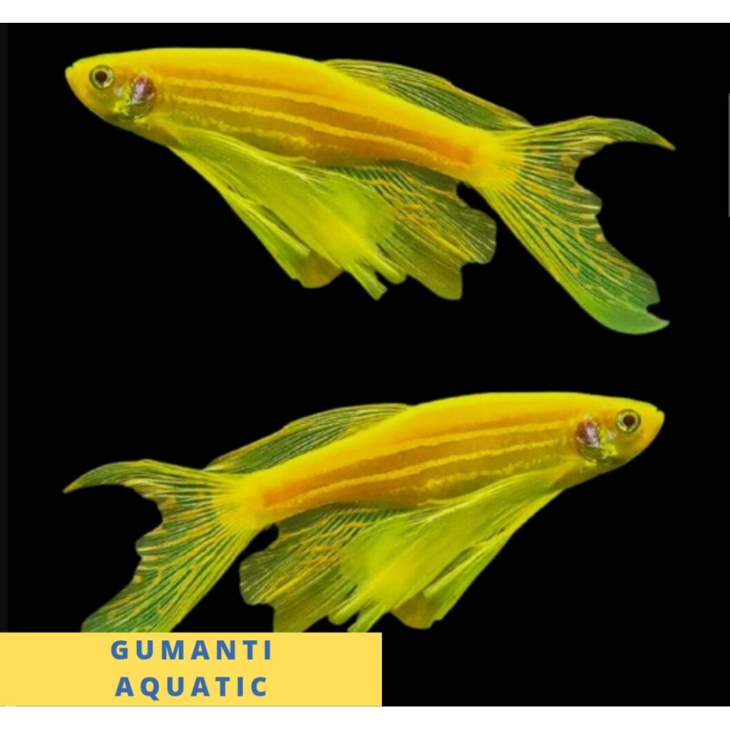 hiasan akuarium danio zebra slayer kuning / danio sebra slayer kuning