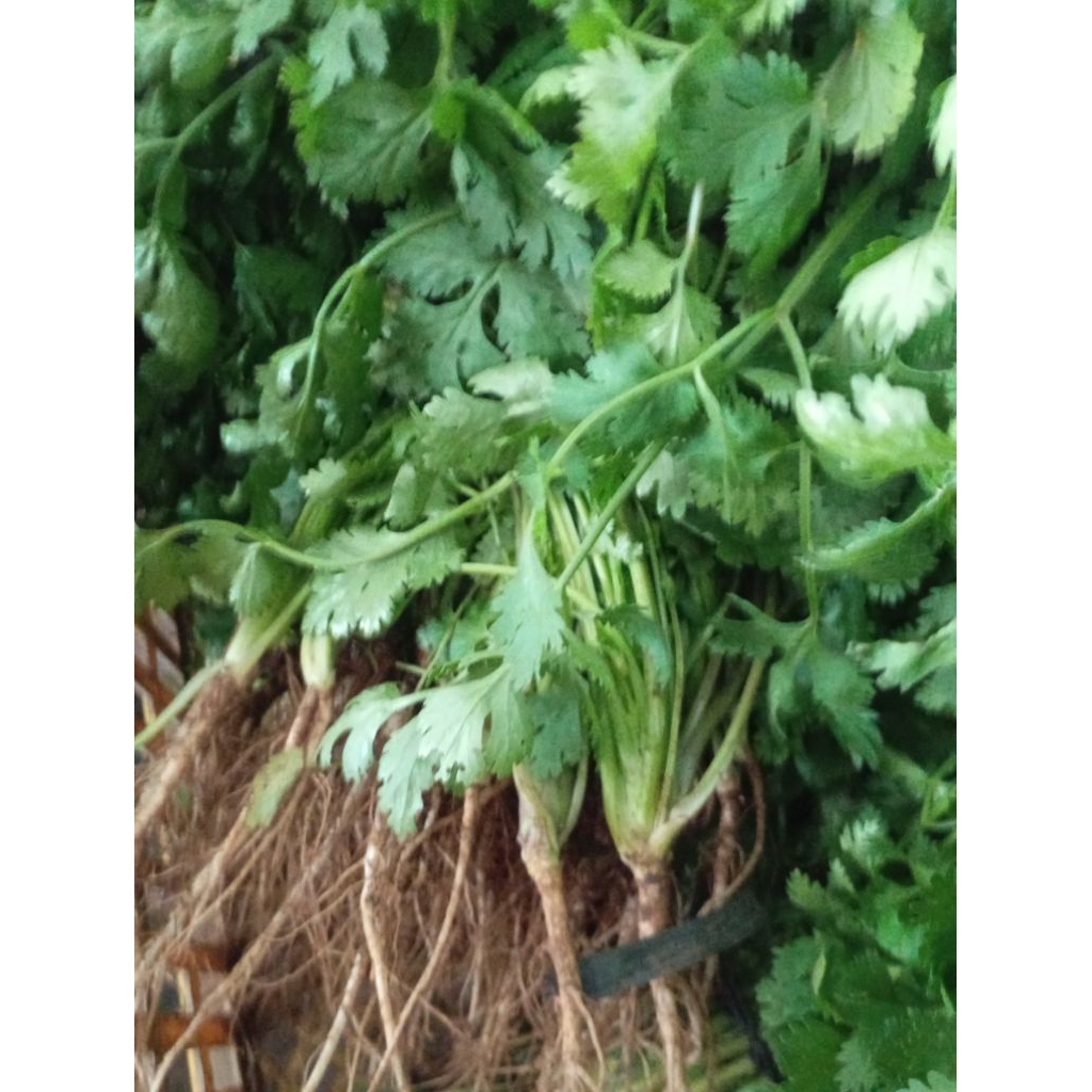 Sayur Daun Ketumbar / Coriander /Cilantro leaves / segar fresh
