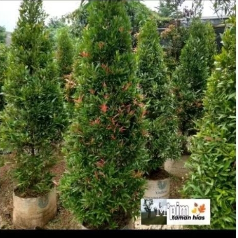 pohon pucuk merah. plus pot hitam.