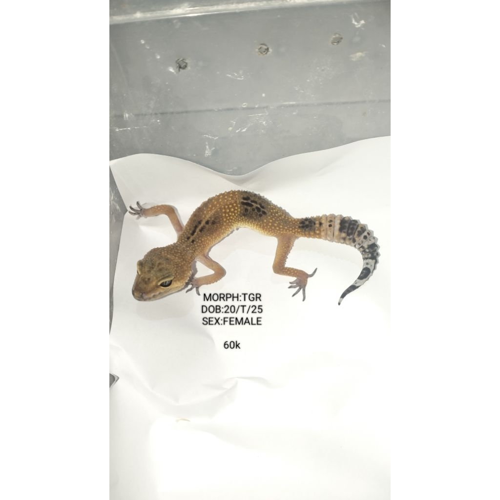 Gecko Aksesoris Hewan peliharaan Asli Bisa Pilih