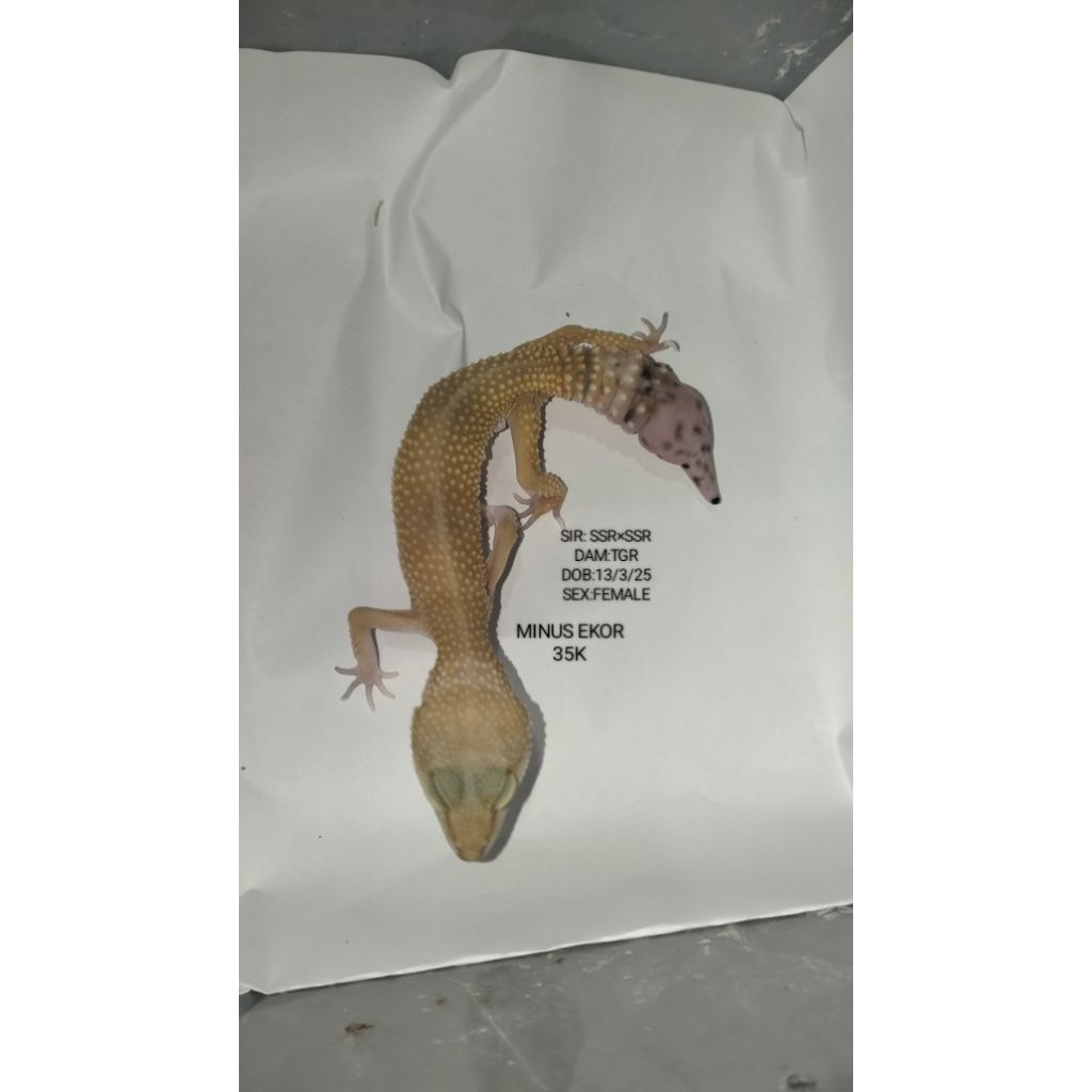 Gecko Aksesoris Hewan peliharaan Asli Bisa Pilih