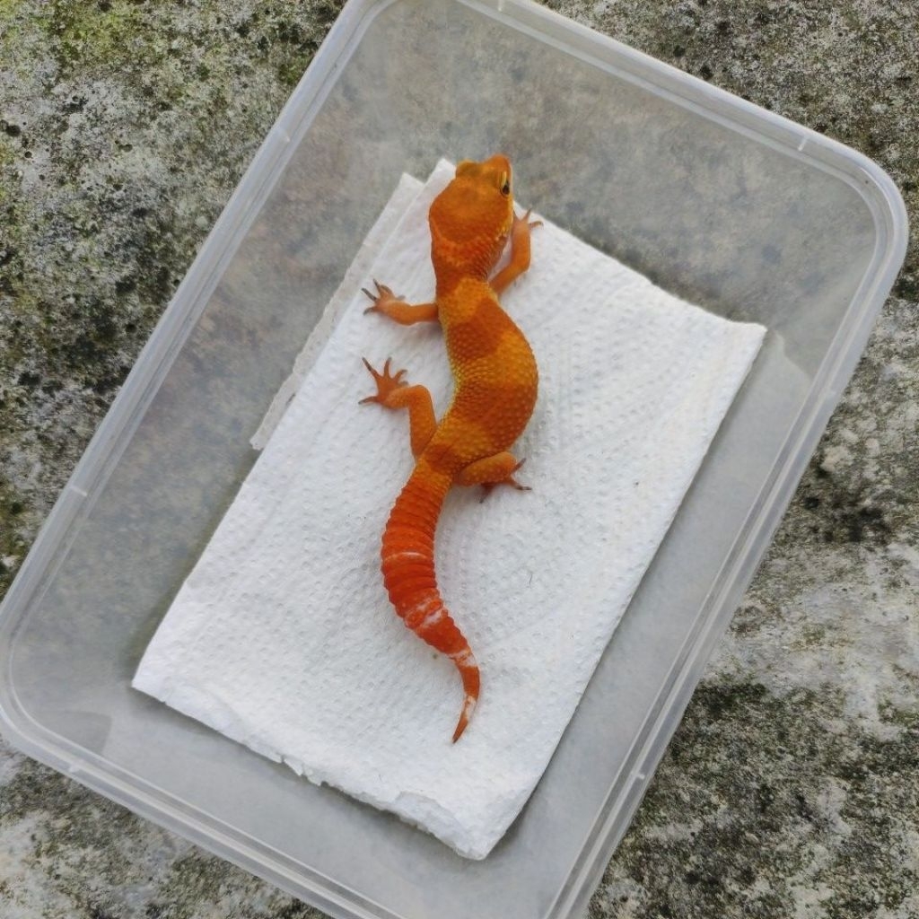 MAINAN ANAK GECKO JUVE_SHTCTB FEMALE