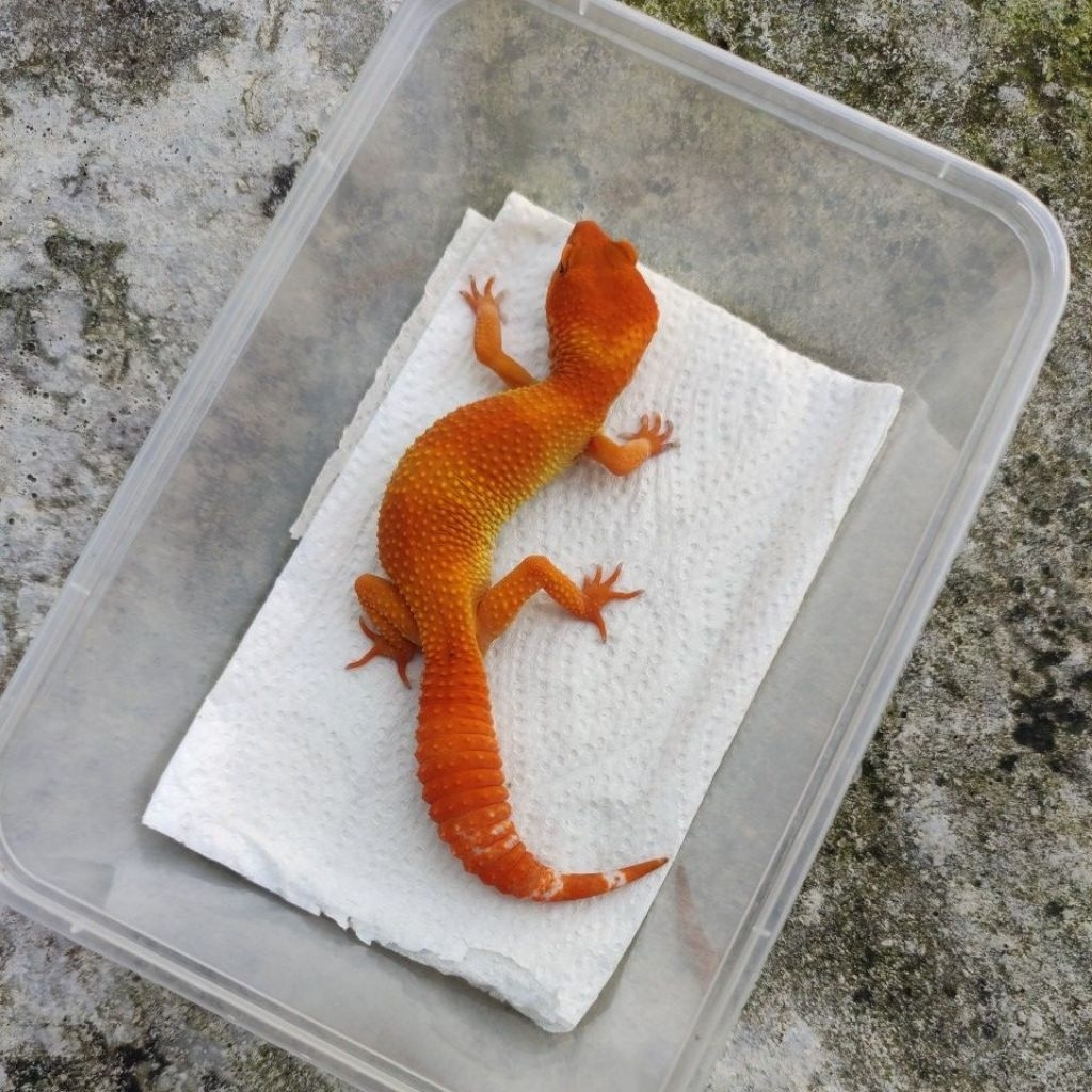 MAINAN ANAK GECKO JUVE_SHTCTB FEMALE