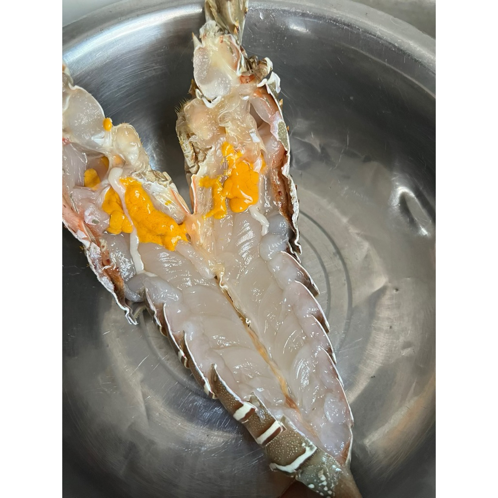 LOBSTER MATI / LOBSTER BEKU / LOBSTER SEGAR / UKURAN 200-290GRAM