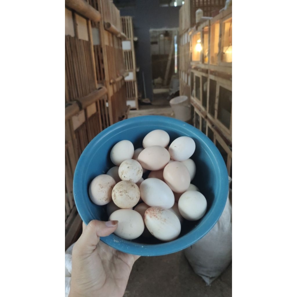 telur ayam kampung Elba