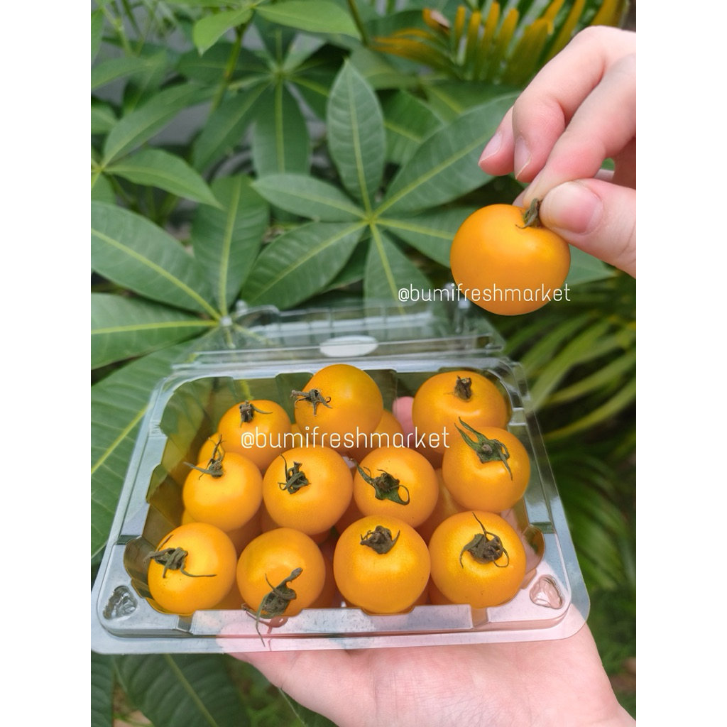SUPPLIER TOMAT CHERRY YELLOW | TOMAT CHERRY GOLDEN | TOMAT CHERRY KUNING | TOMAT MINI - GRADE A