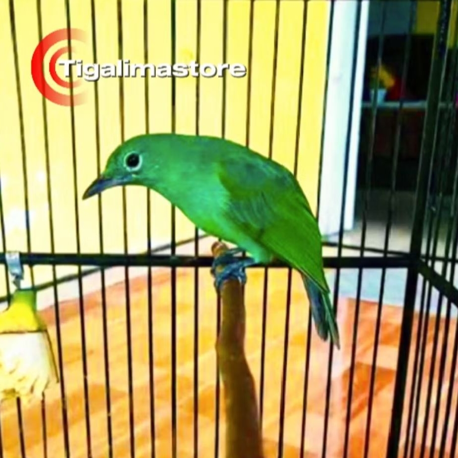 BURUNG CUCAK IJO BETINA SIAPAN