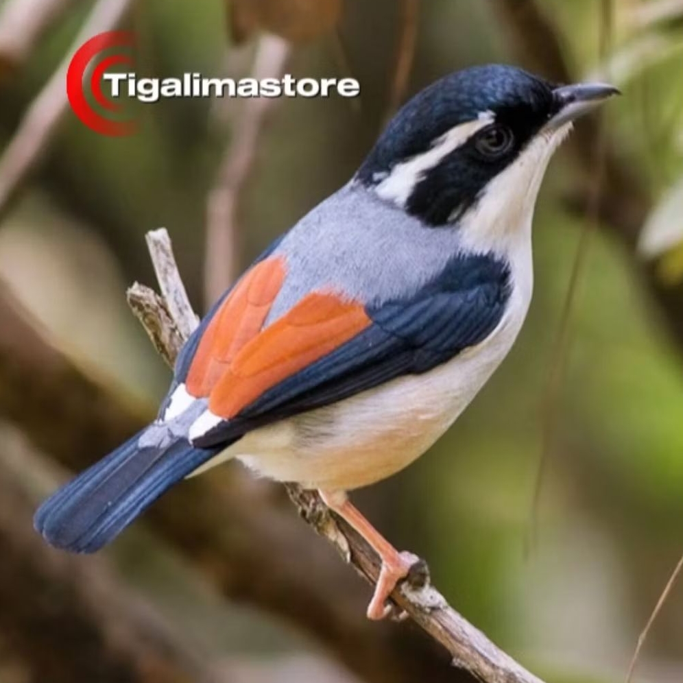BURUNG PENTET KEMBANG JANTAN PILIHAN