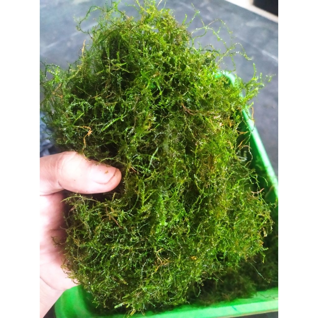 Java Moss full daun air, Java moss tanaman aquascape murah