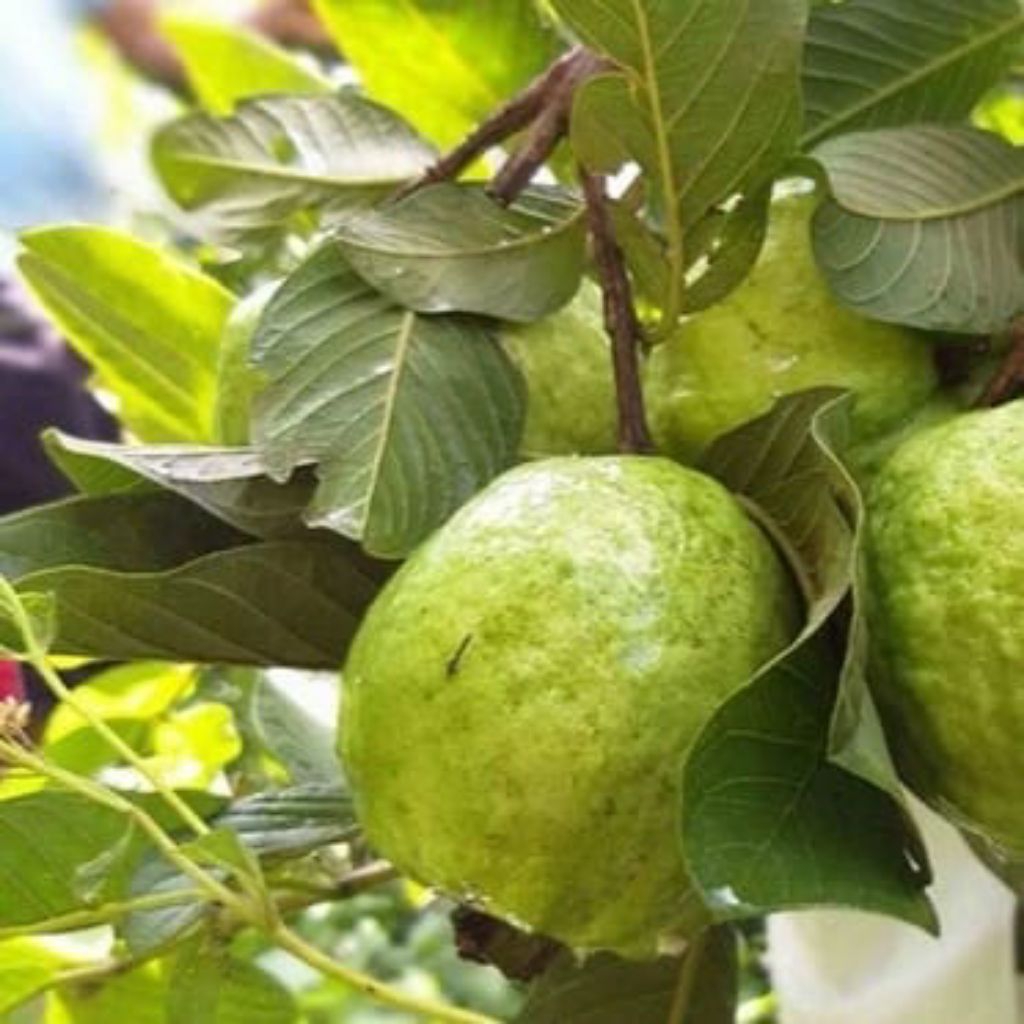 Bibit Jambu Kristal Putih (Psidium guajava)  Varietas Unggul Daging Buah Putih Bening Tanpa Biji Ras