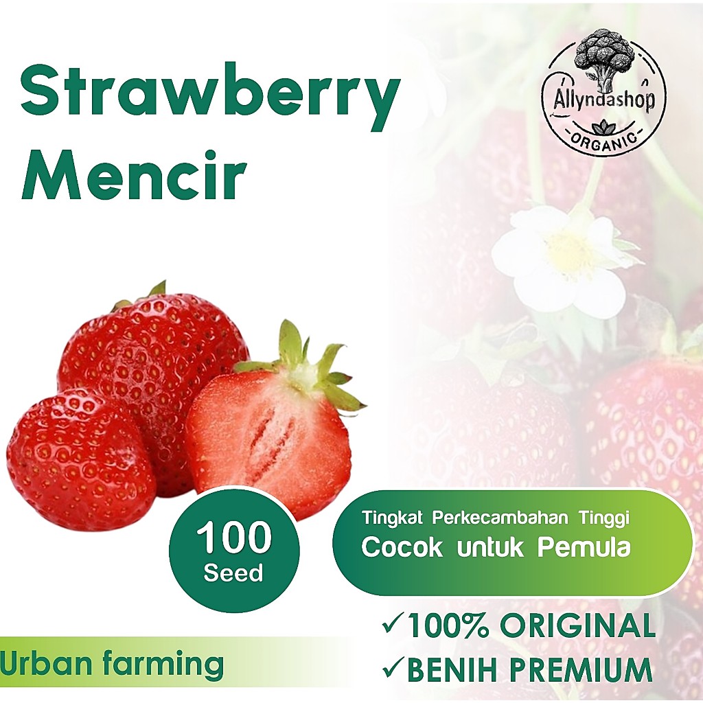 Bibit Benih Buah Strawberry  Mencir Unggul