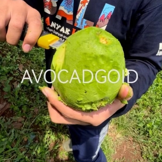 Alpukat Mentega ( Miki )