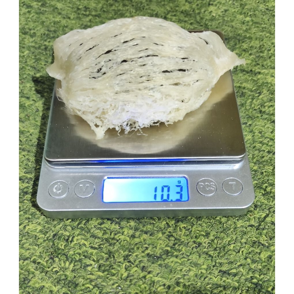 Sarang burung walet patahan besar