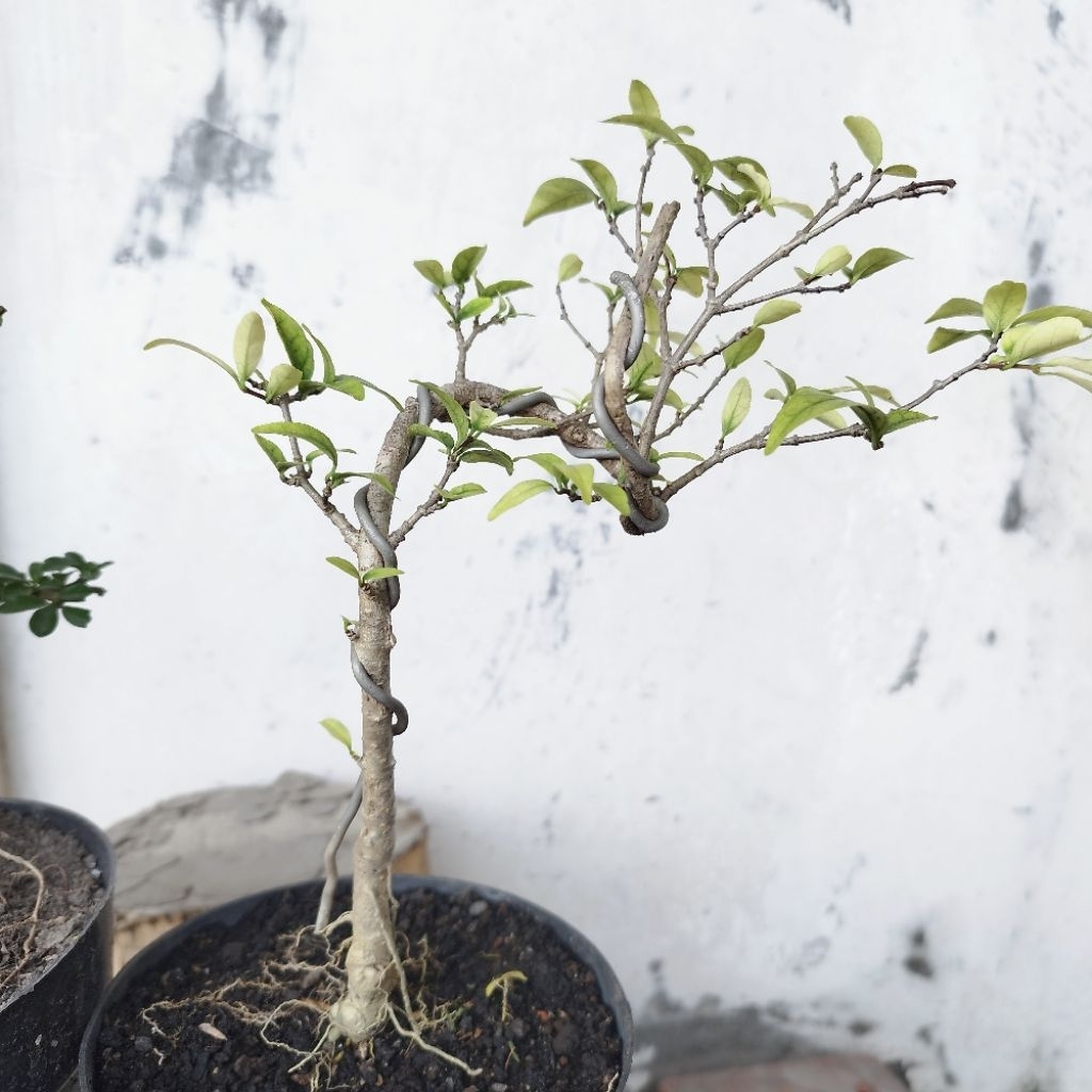 Bonsai 2pohon Anting Putri dan Hokianti