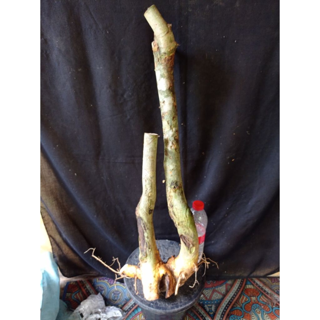 Bahan bonsai serut bunjin