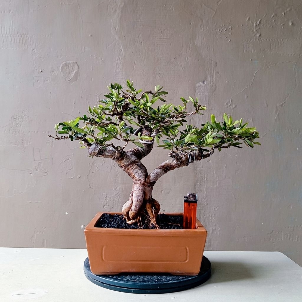 BONSAI KALIANDRA SURINAMENSIS DIKIRIM SESUAI FOTO