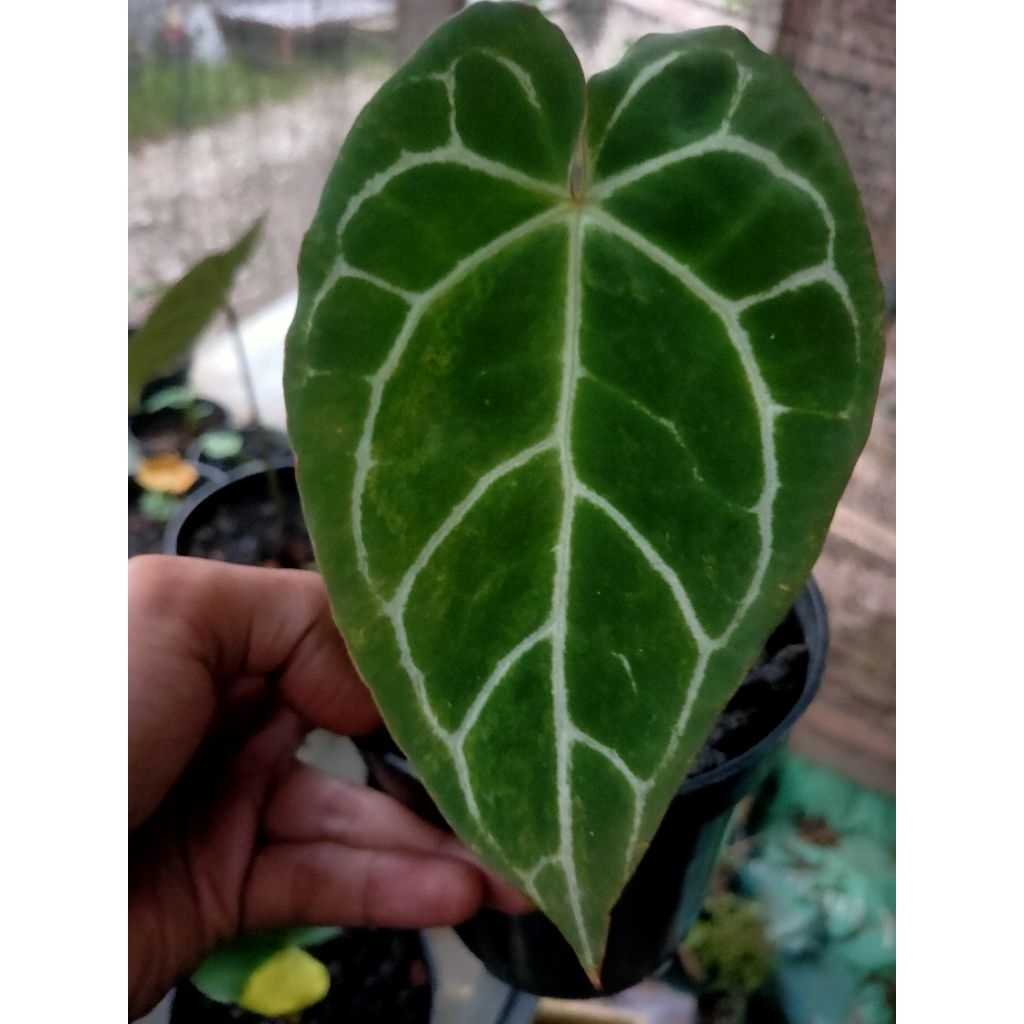 anthurium kuping gajah crystallinum varigata real pict