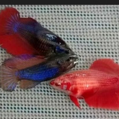 Betina Cupang Halfmoon Full Telur Siap Kawin