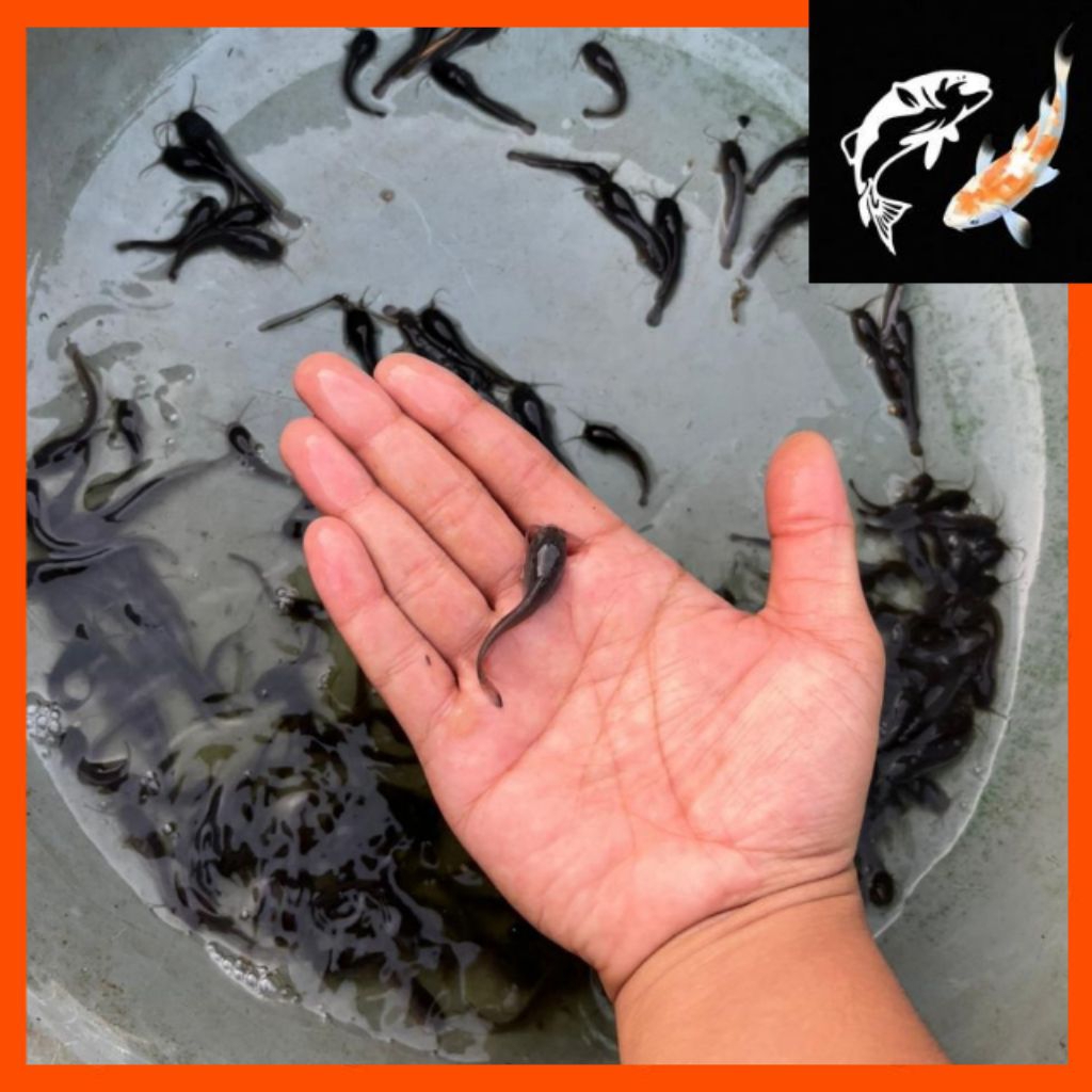 PAKETAN BIBIT LELE SANGKURIANG 100 EKOR  BERKUALITAS