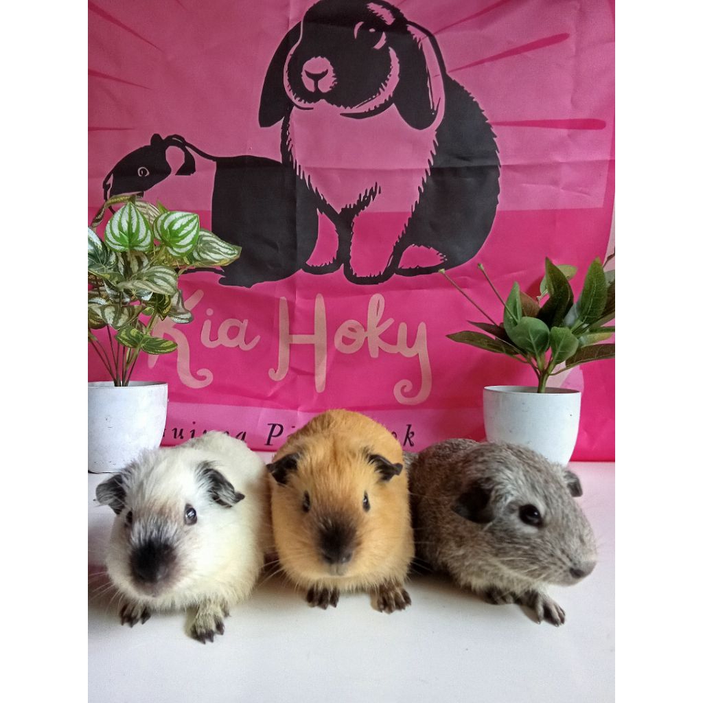 Marmut California Jantan Guinea Pig Marmut Hias