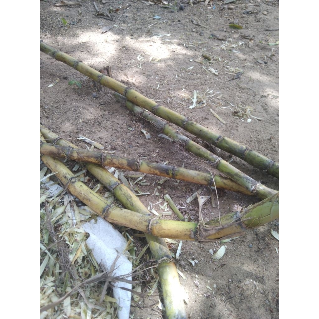 Bibit Tebu Kuning/ijo