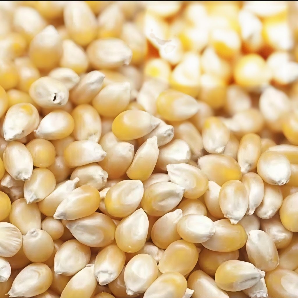 Jagung Popcorn Mushroom Jumbo Mentah