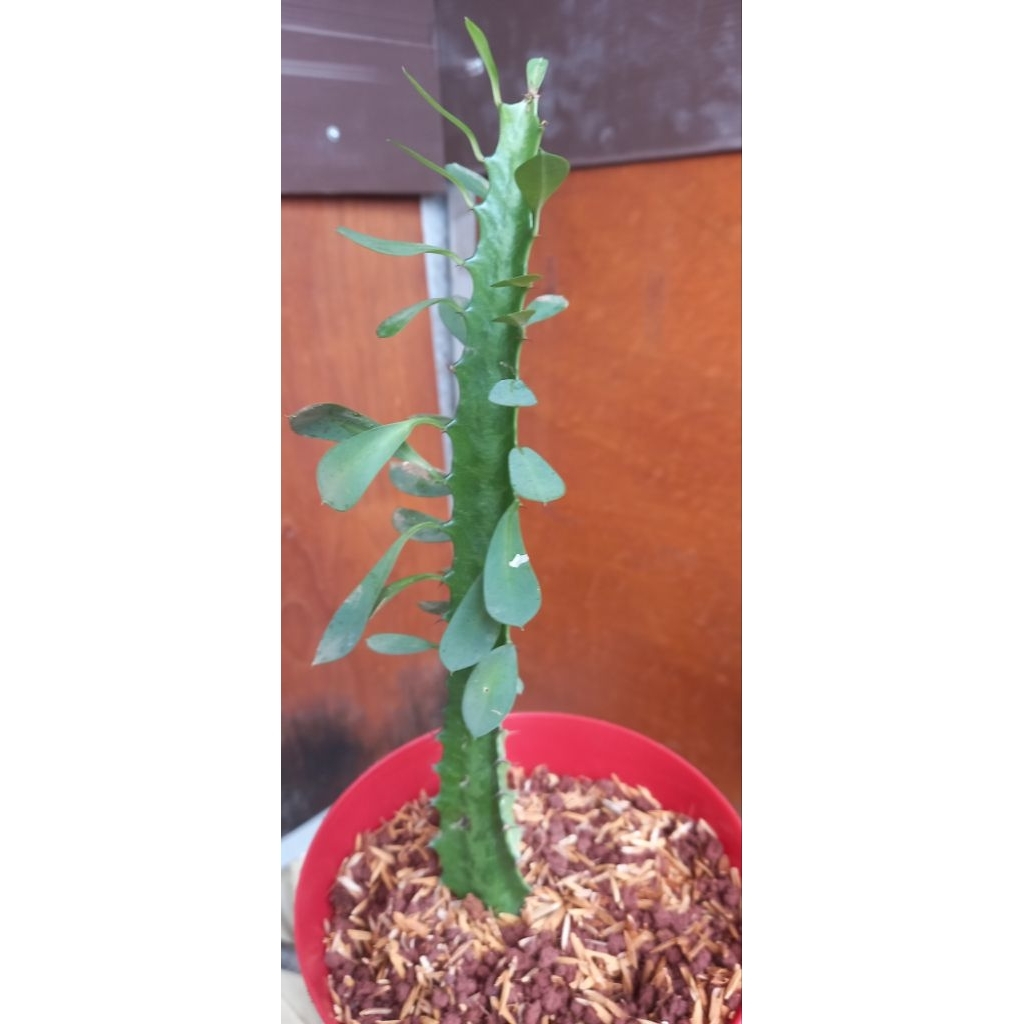 Kaktus Euphorbia Trigona