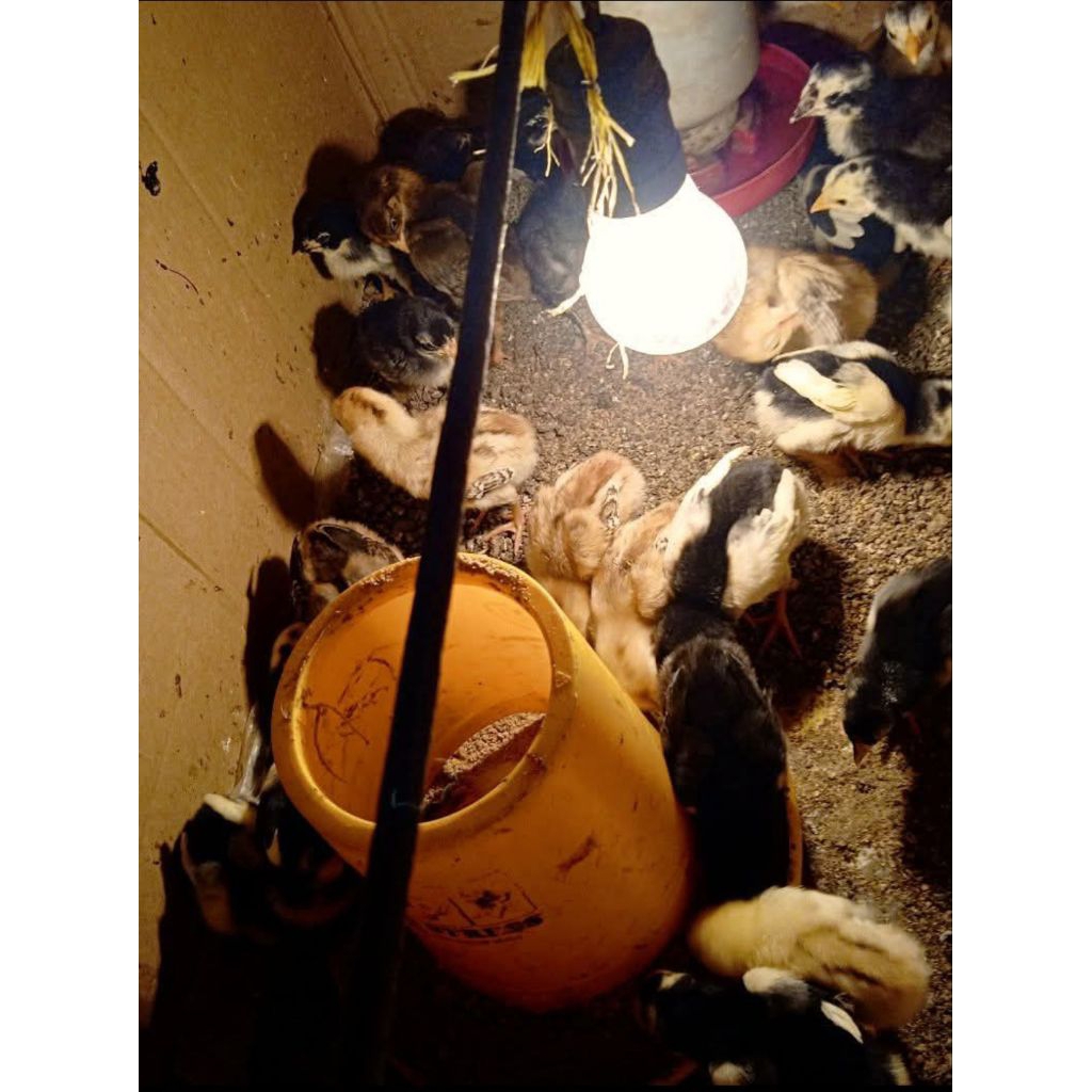 Ayam Pelung Anakan Ayam Pelung