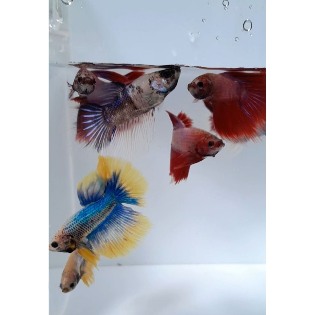 hiasan akuarium akrilik dan botol plastik cupang 10 biji