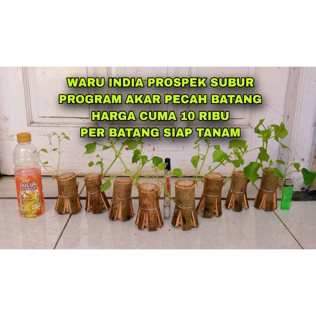 waru India program akar fresh 10.000 per batang mantap