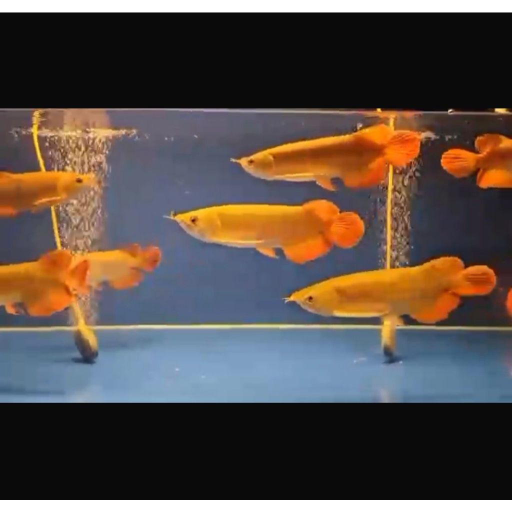 Ikan Arwana Super Red Ukuran ± 30 cm (TERMASUK SERTIFIKAT+ CHIP)