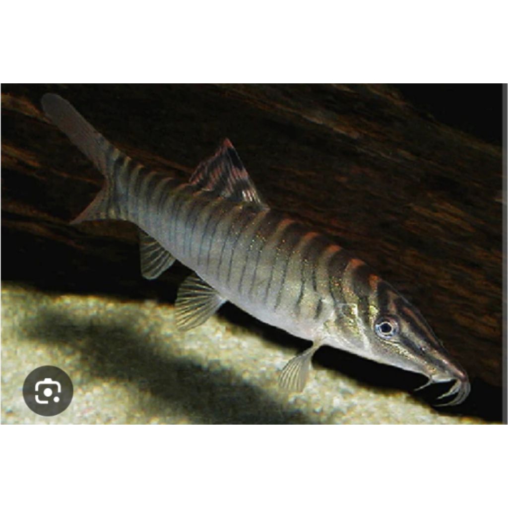 aksesoris_aquarium_green''_botia