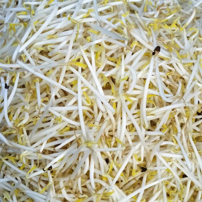 Tauge Toge Bangkok Toge Panjang 250gram Toge Tauge Segar 500 gram Tauge Toge Aneka Sayuran Segar