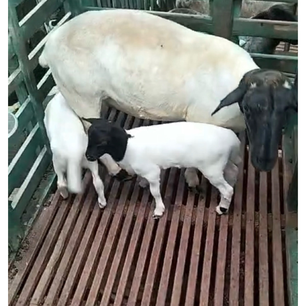 Domba Kambing Anakan Untuk Pelihara Qurban Murah | Khusus Jawa