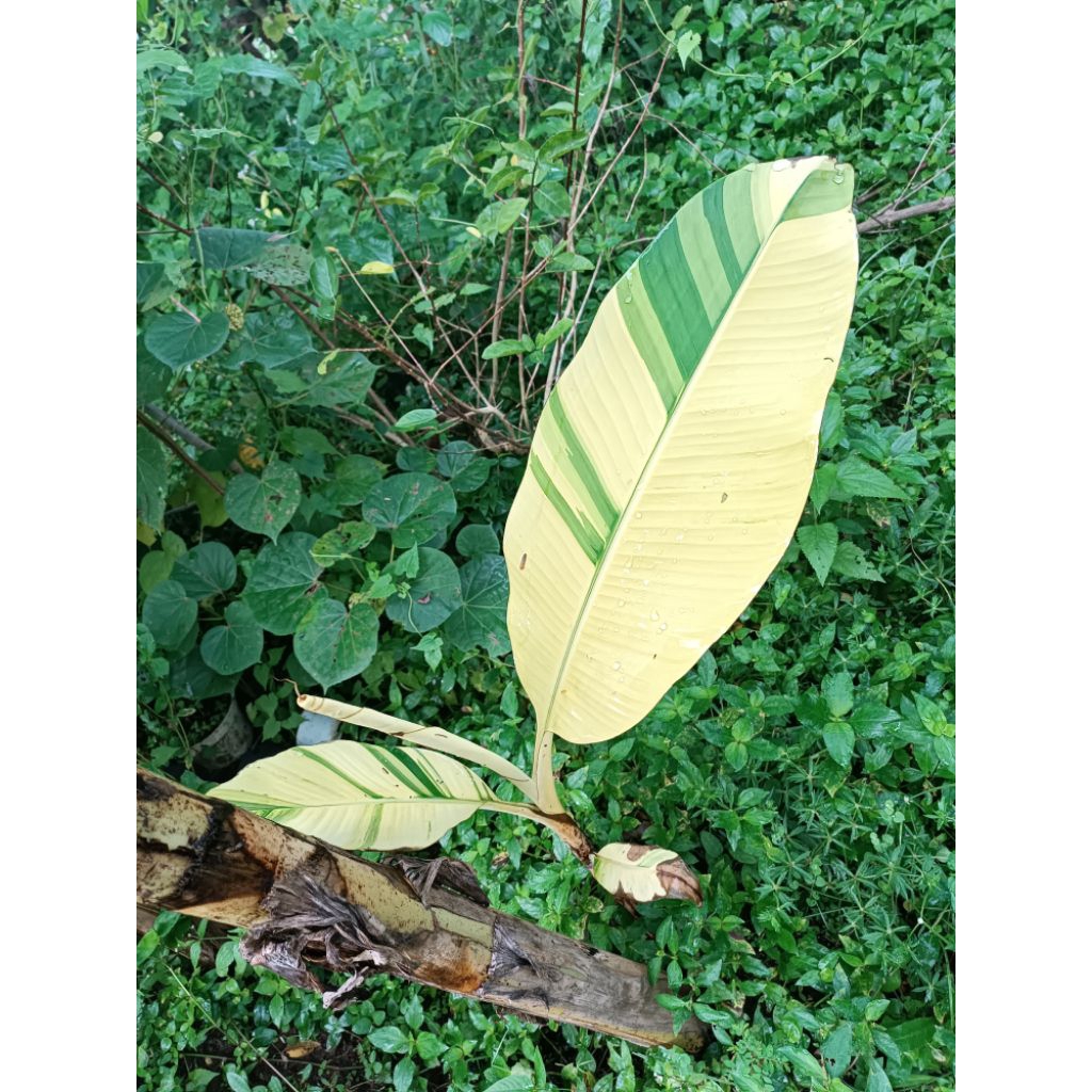 Bonggol Pisang Variegata Kuning Asli