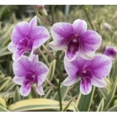 Anggrek dewasa Yaya Variegata