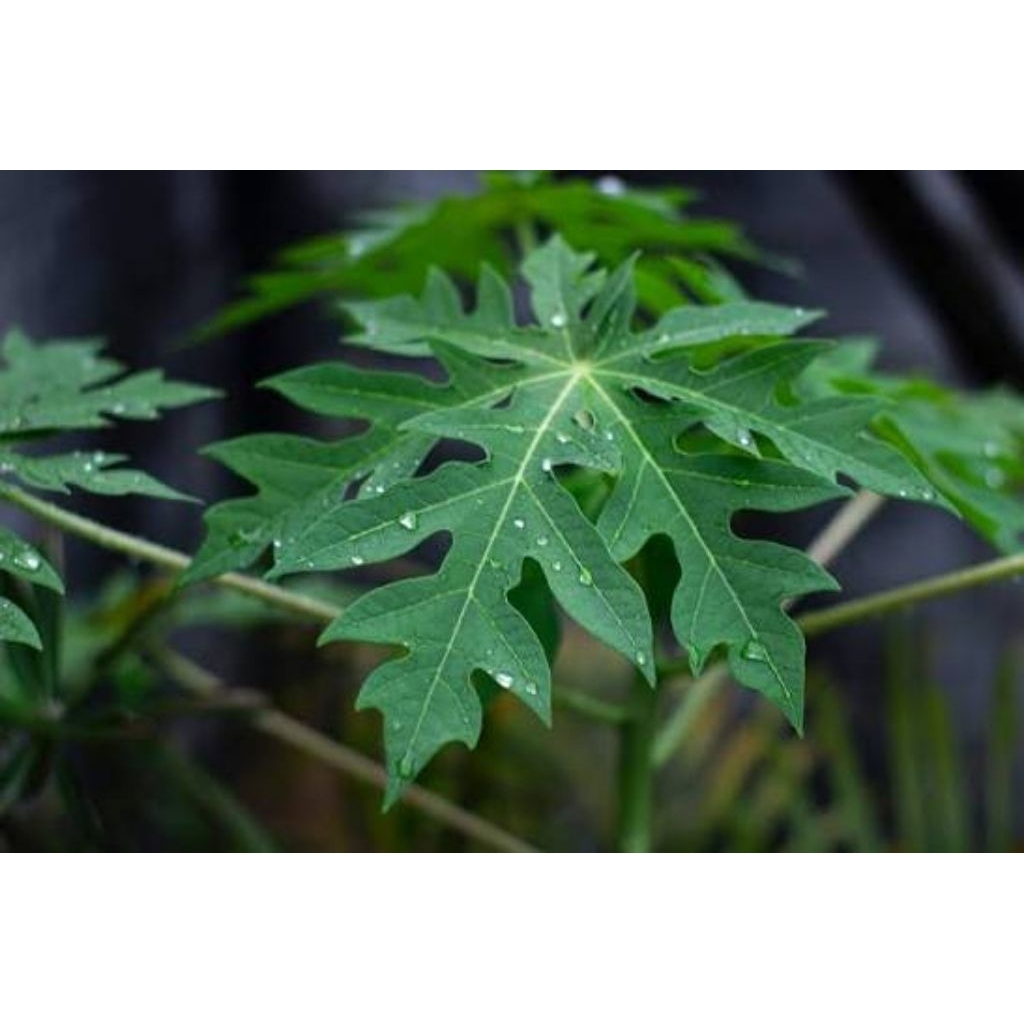 daun pepaya muda segar