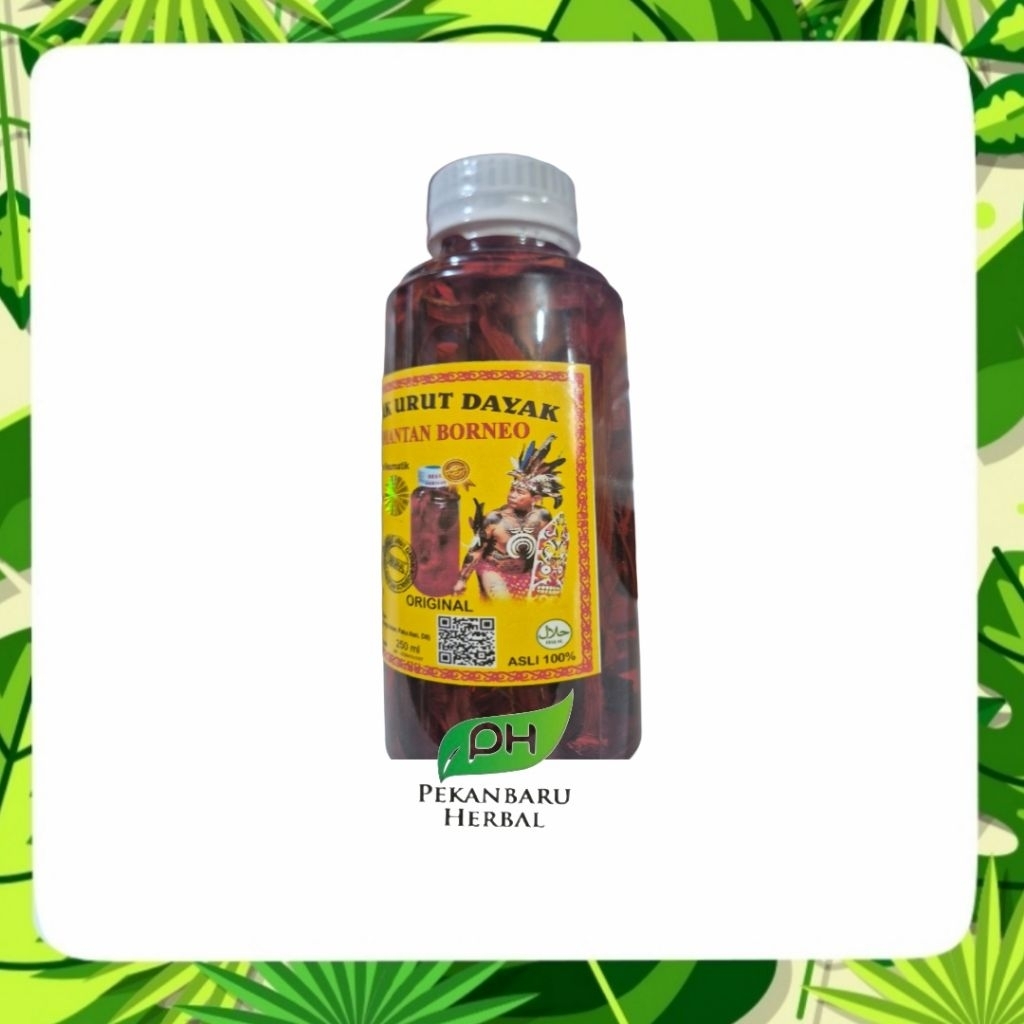 MINYAK URUT DAYAK KALIMANTAN BORNEO