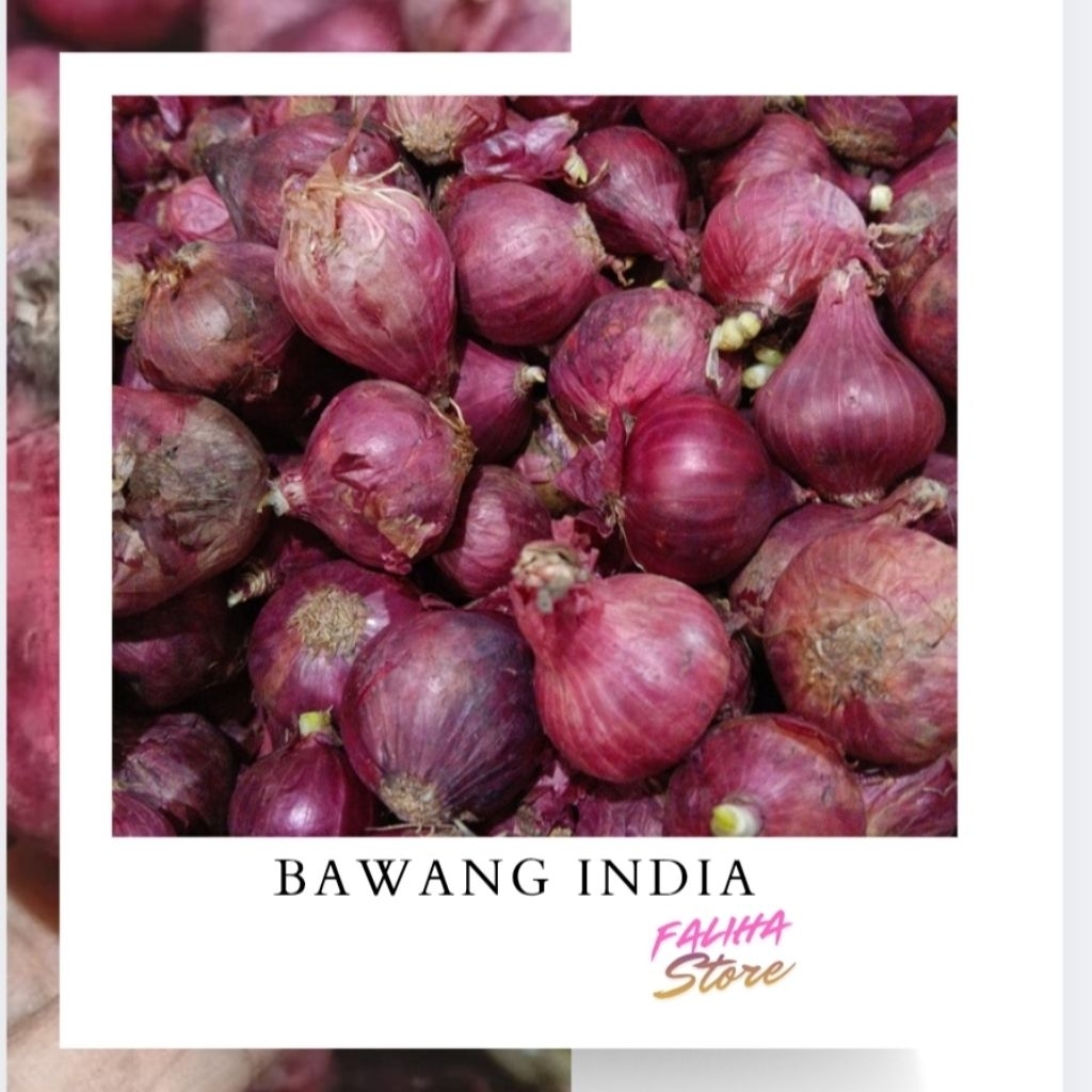 Bawang India |Bawang merah besar|