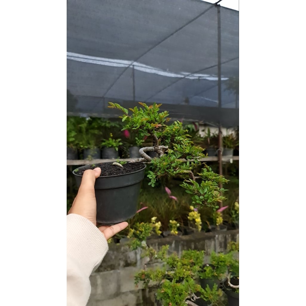 bonsai mame ulmus mikro