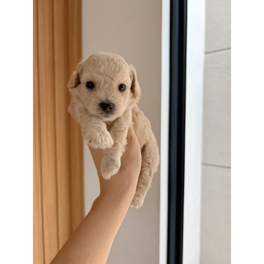 Apricot Toy Poodle Asli