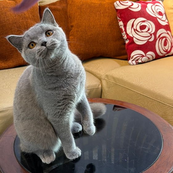 Kucing BSH British Short Hair Jantan Blue Solid 8 Bulan Nonped