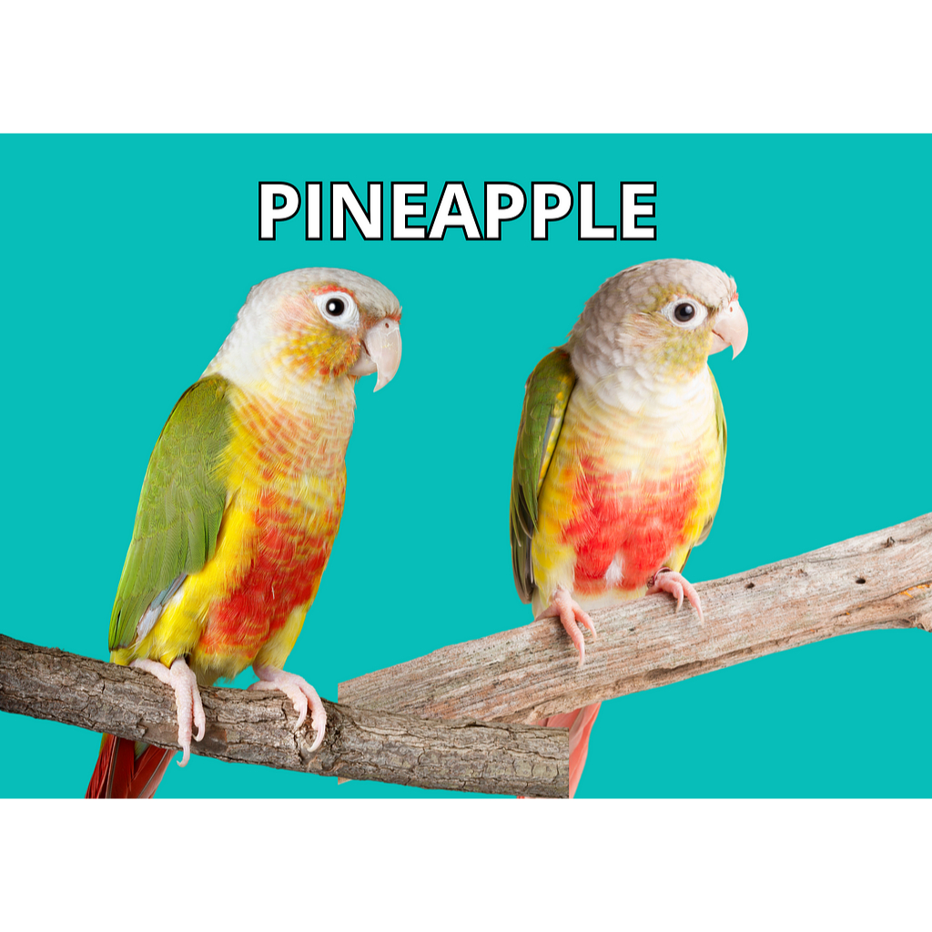 Burung Pineapple conures Sepasang Jinak Total Pilihan