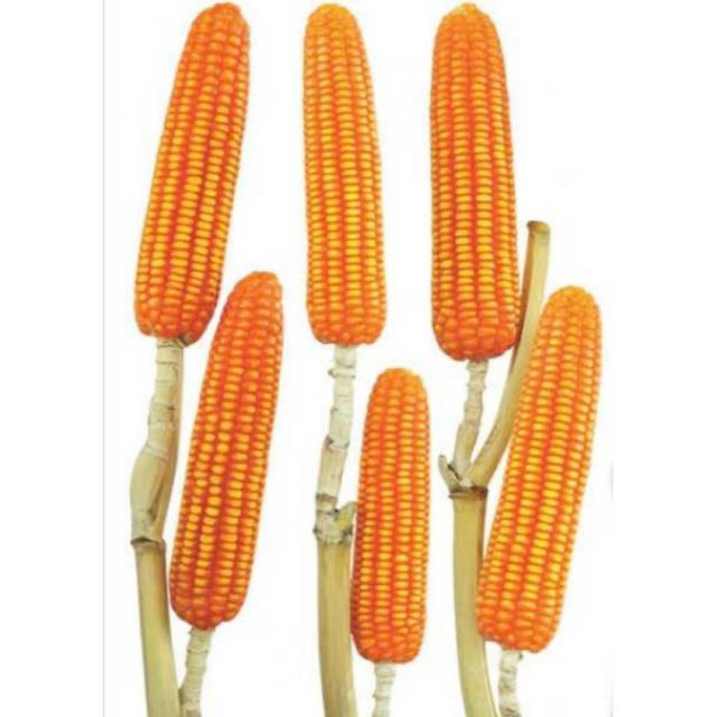 50 BIJI BENIH JAGUNG TONGKOL 2