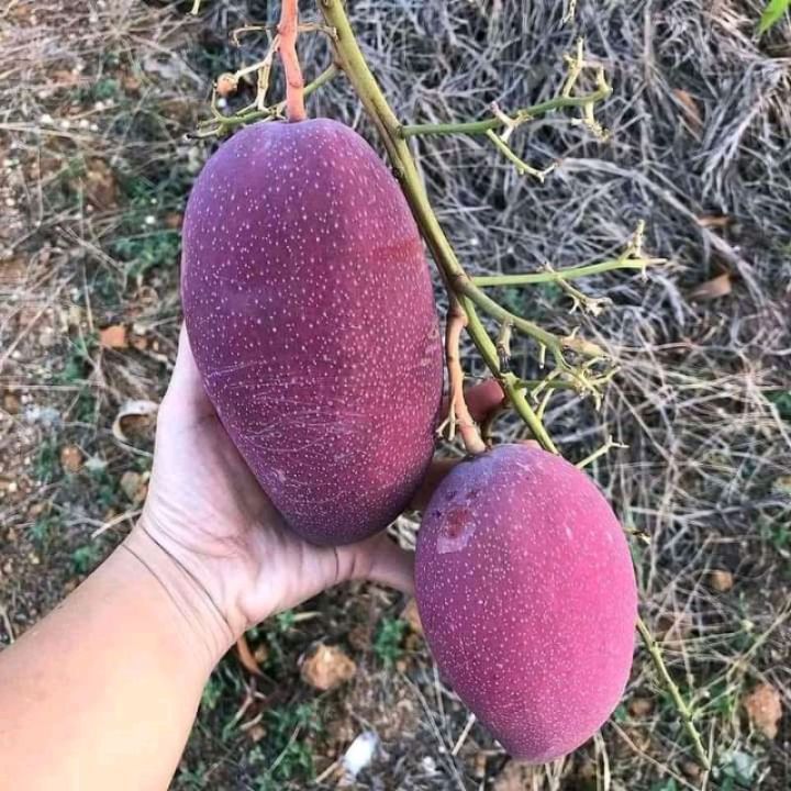 BIBIT / POHON MANGGA MIYAZAKI SAMBUNG PUCUK CEPAT BERBUAH SIAP TANAM