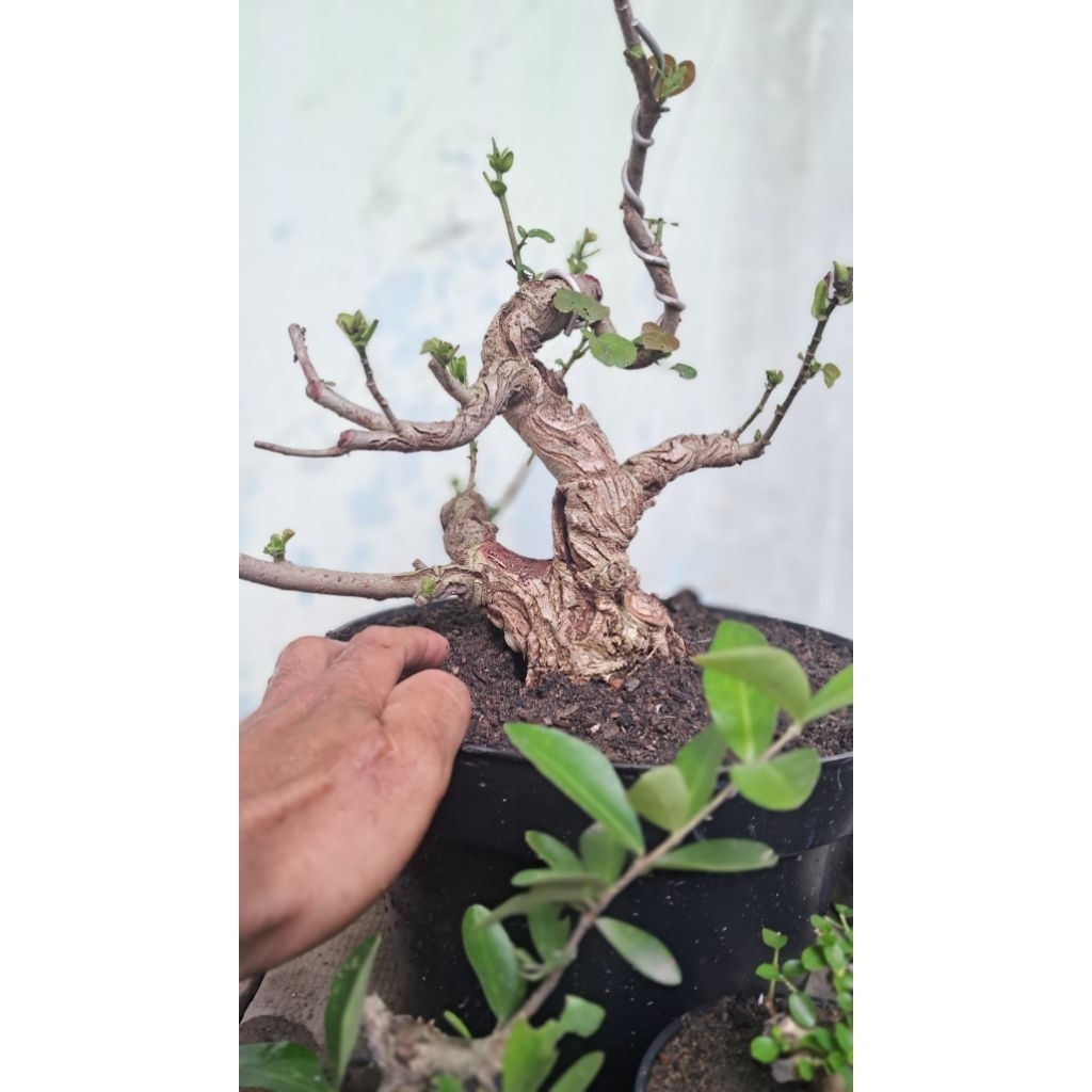 bahan bonsai waru India karakter tua sesuai difoto bosku