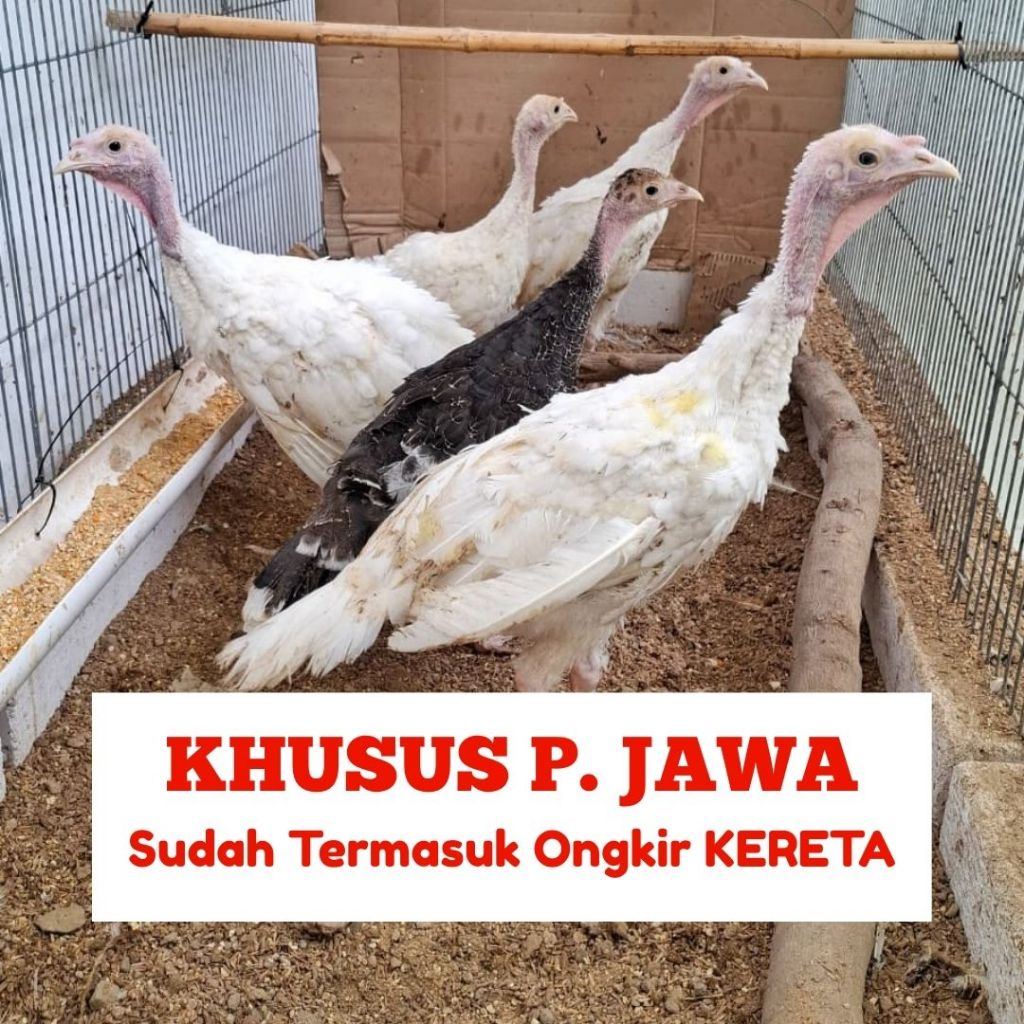 Ayam Kalkun White Holland Jantan + Packing Ongkir Kereta