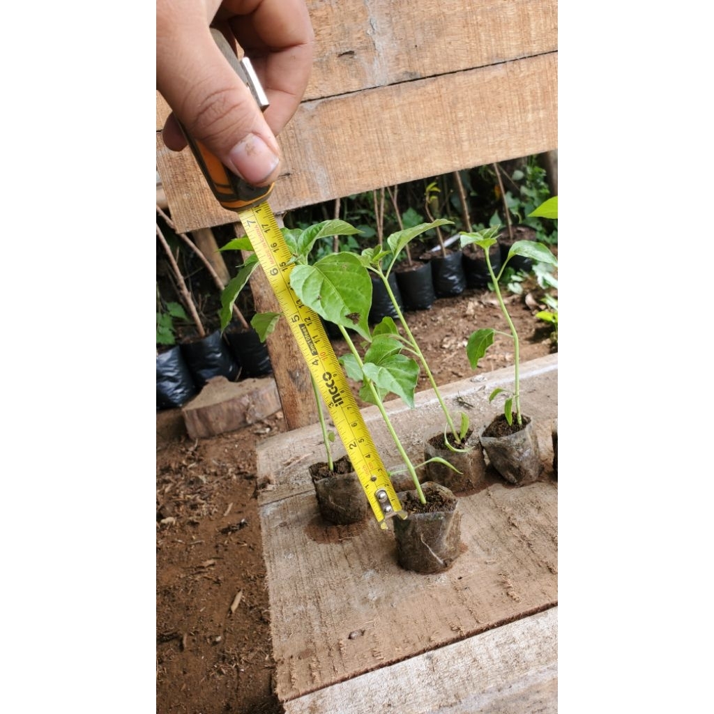 Bibit_CabeRawitOri212_SiapTanam